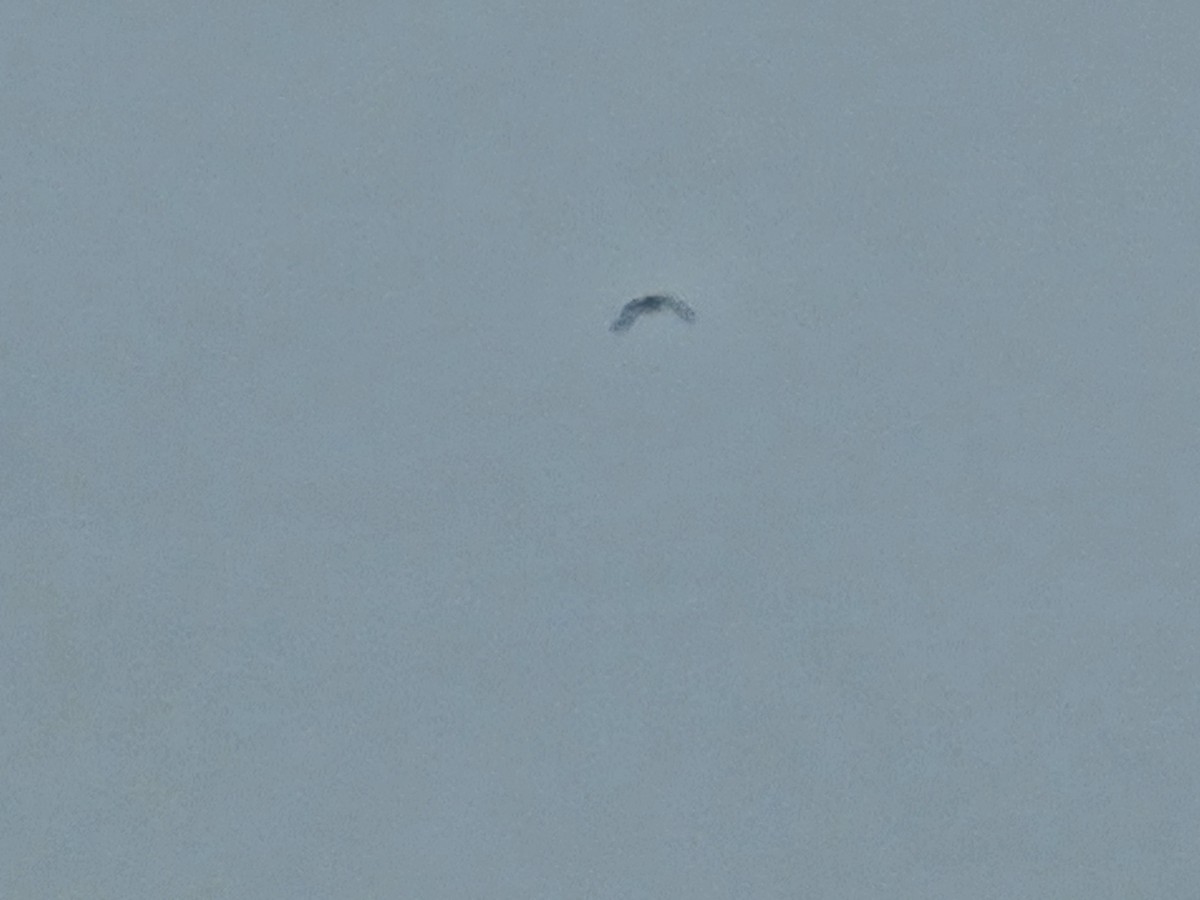 gull sp. - ML637735652