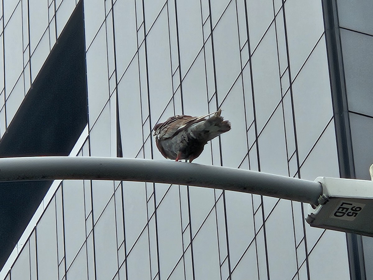Rock Pigeon (Feral Pigeon) - ML637735672