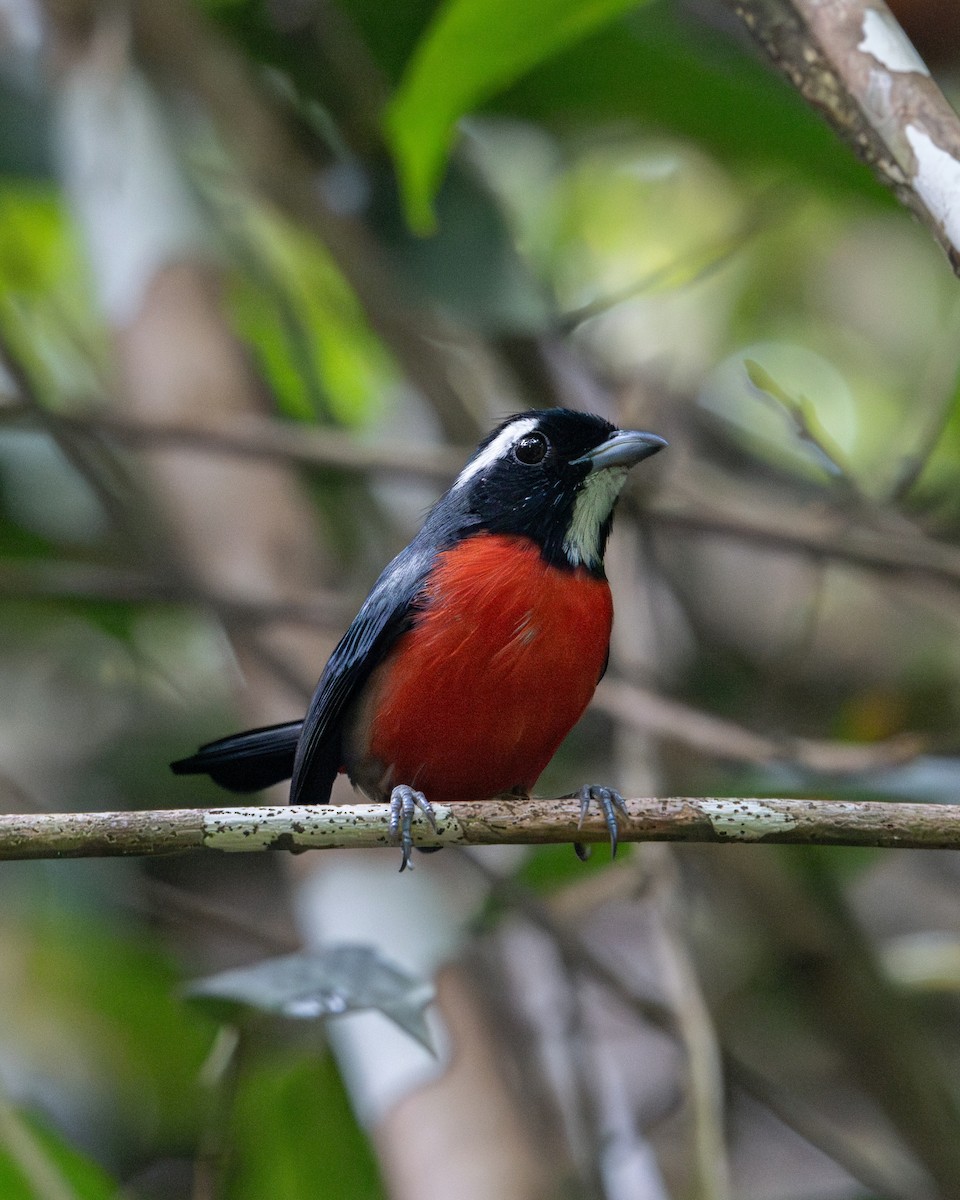 Rose-breasted Chat - ML637735679