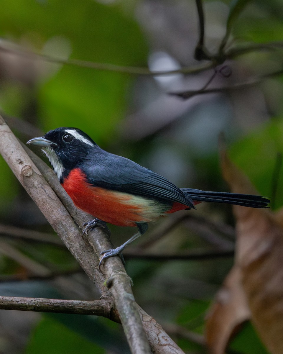 Rose-breasted Chat - ML637735680