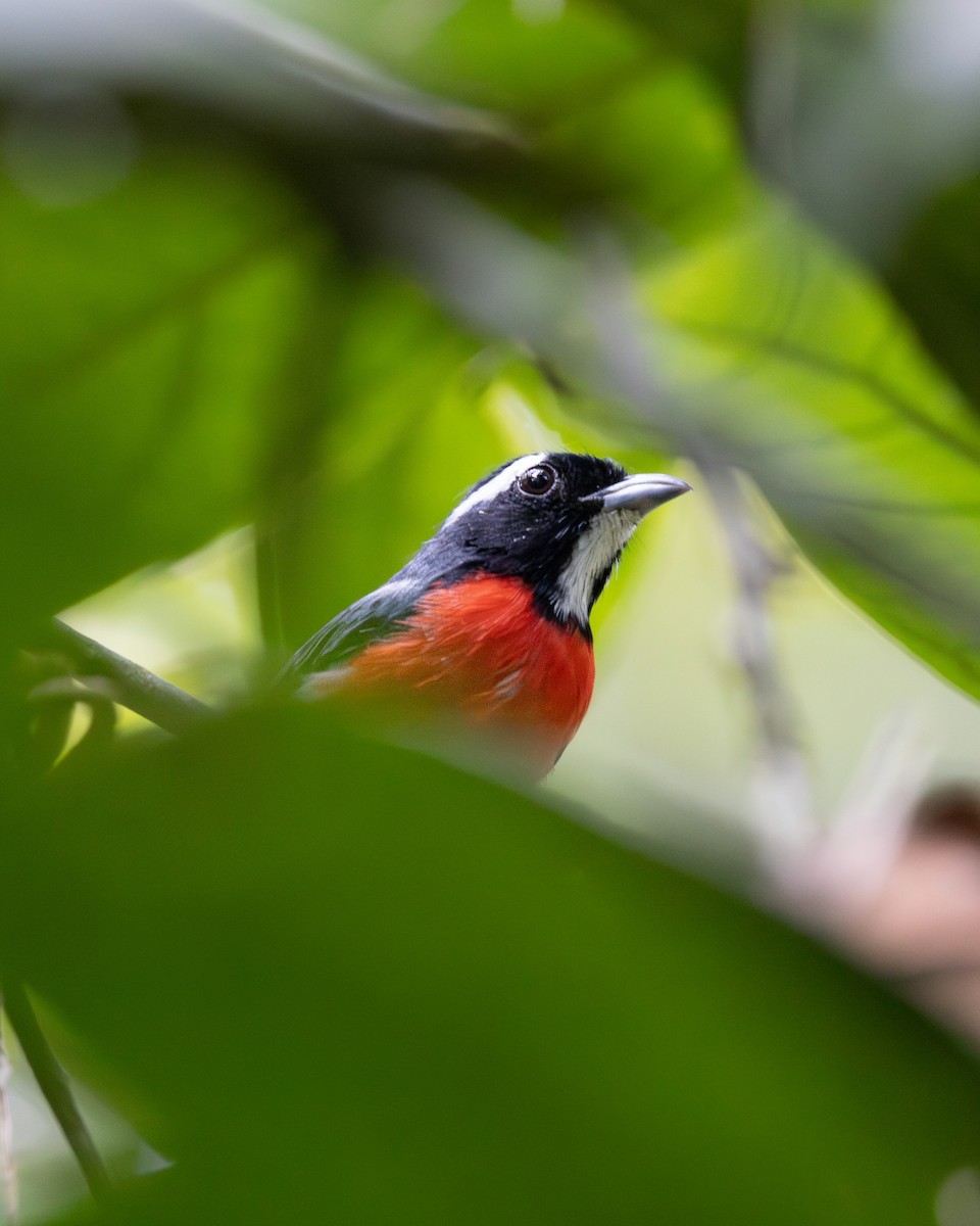 Rose-breasted Chat - ML637735681