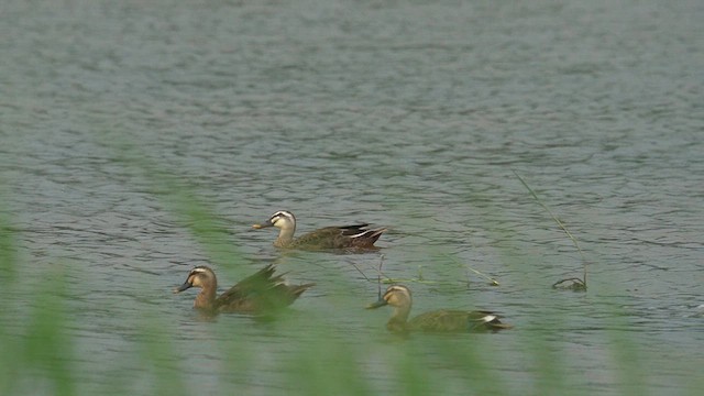 Ahate mokopikart txinatarra - ML637735712