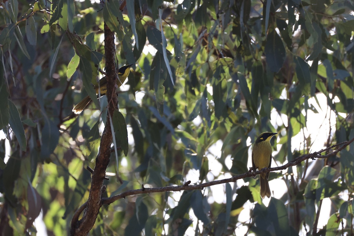 Yellow-tufted Honeyeater - ML637735714