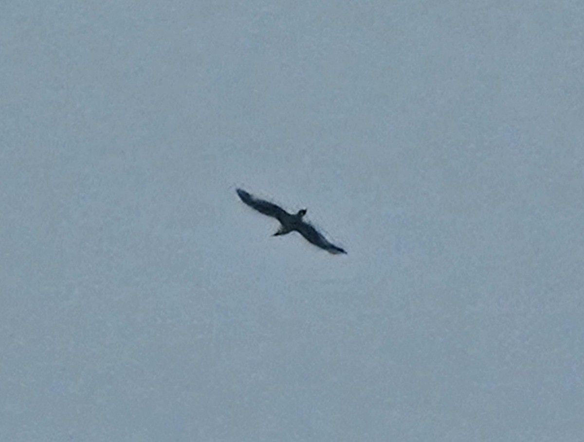 gull sp. - ML637735718
