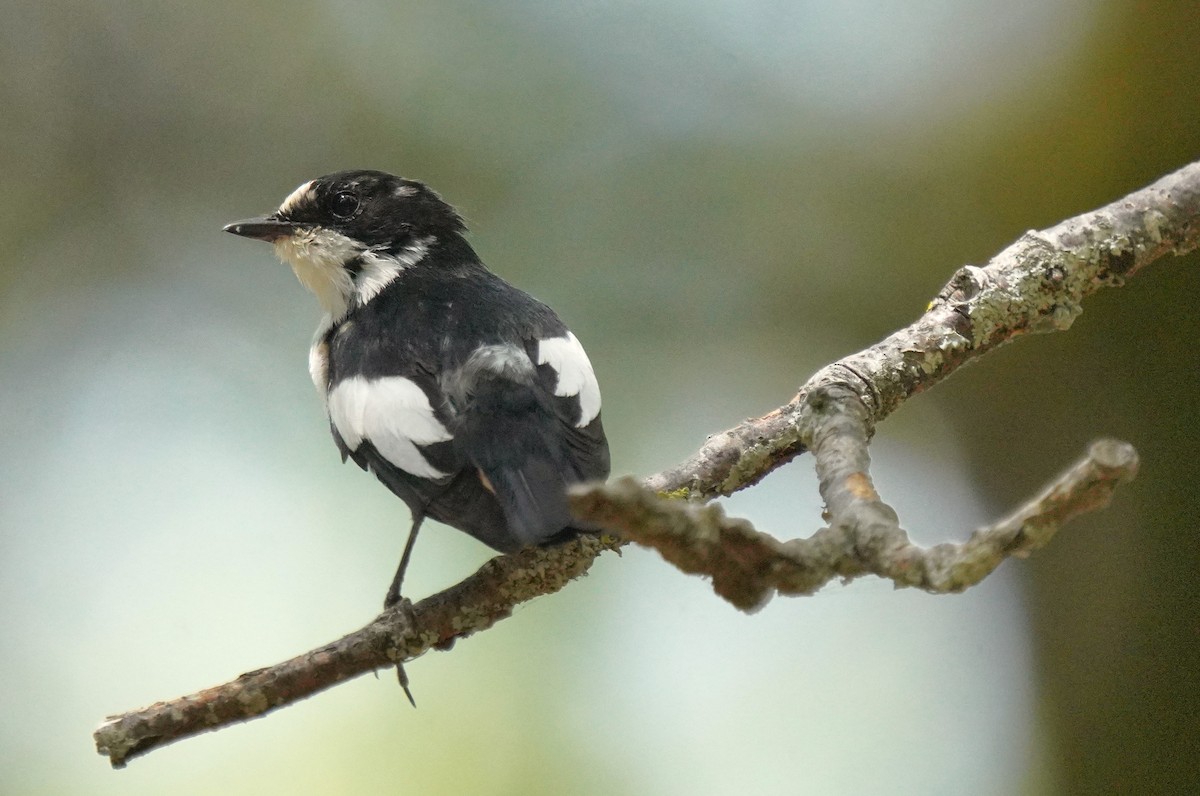 Atlas Flycatcher - ML637735755