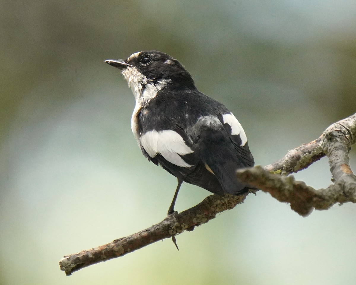Atlas Flycatcher - ML637735756