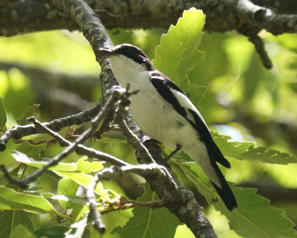 Atlas Flycatcher - ML637735757