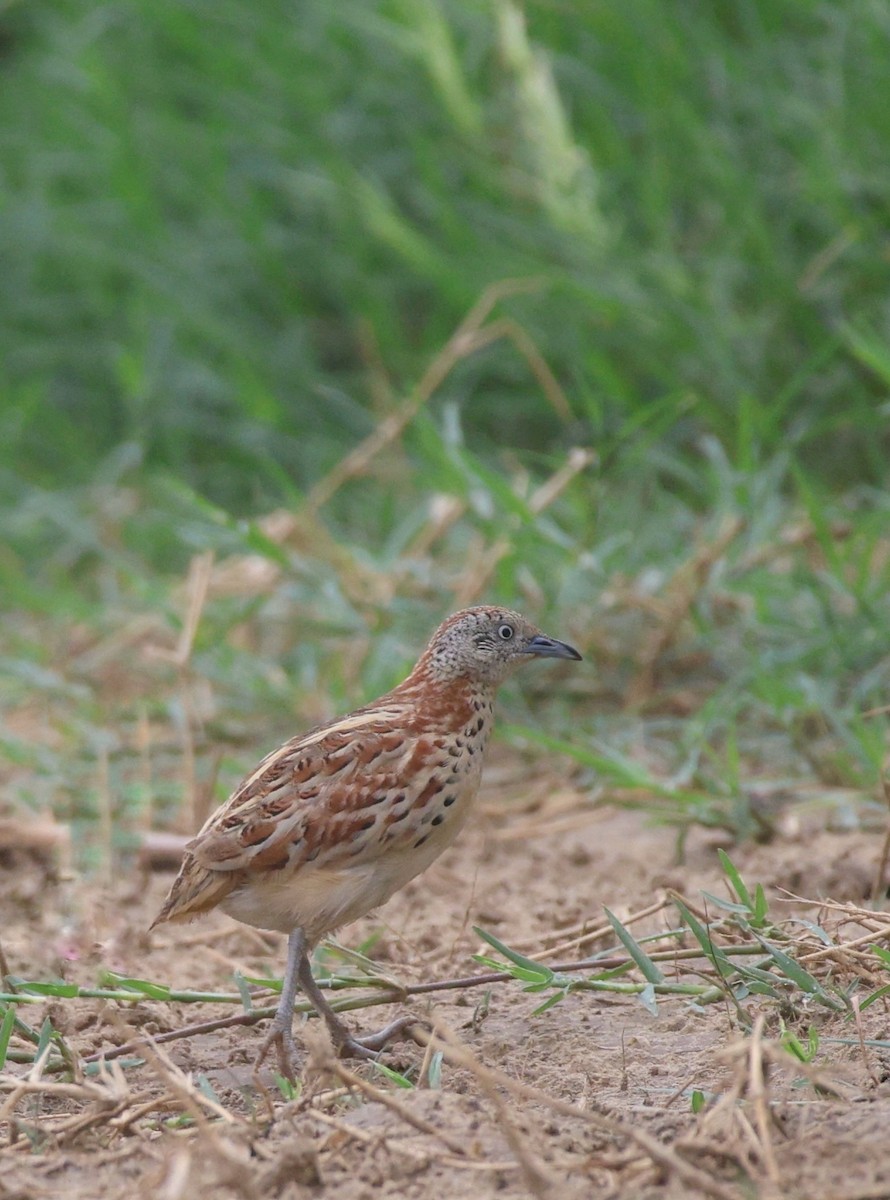 Small Buttonquail - ML637735761