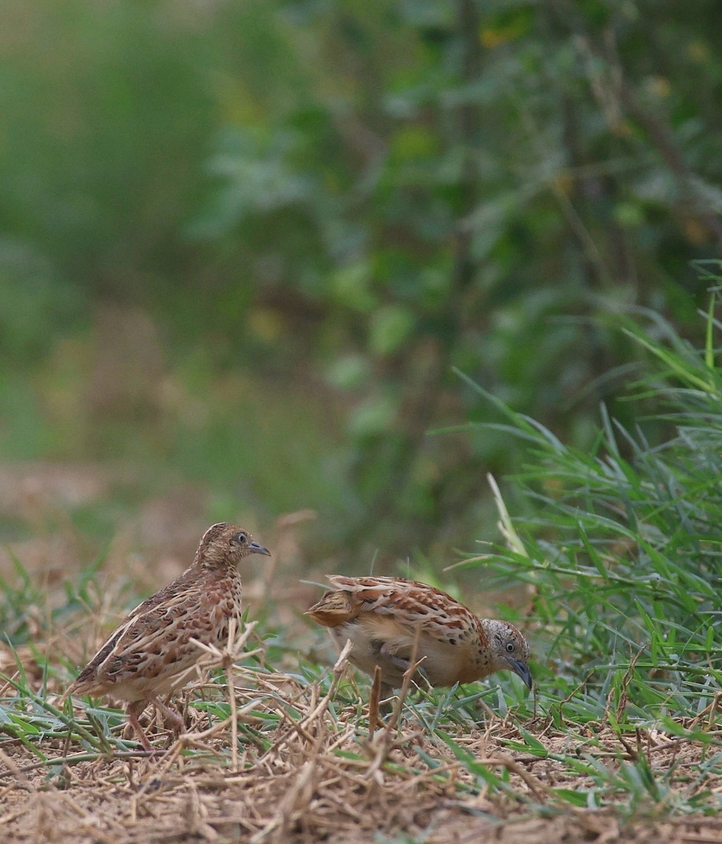 Small Buttonquail - ML637735762