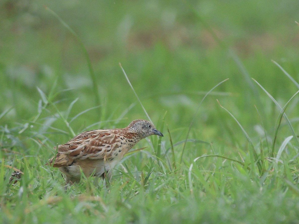 Small Buttonquail - ML637735763