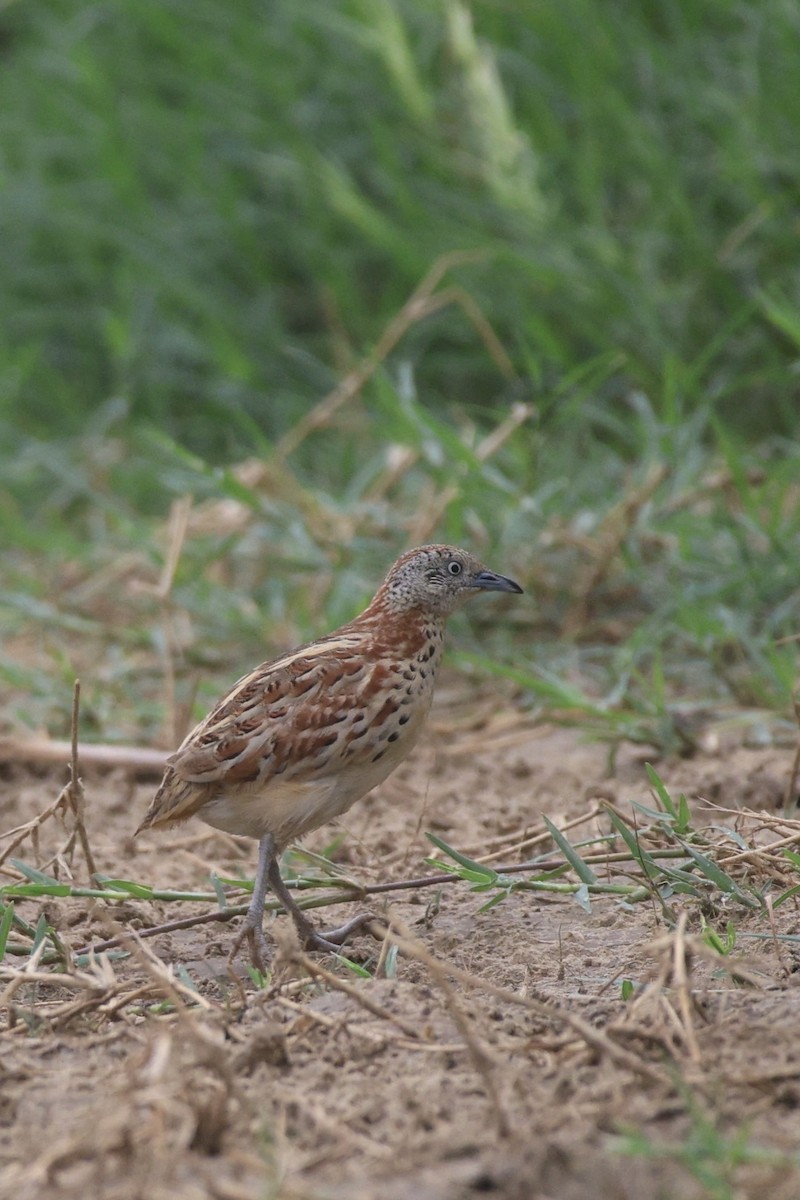 Small Buttonquail - ML637735765