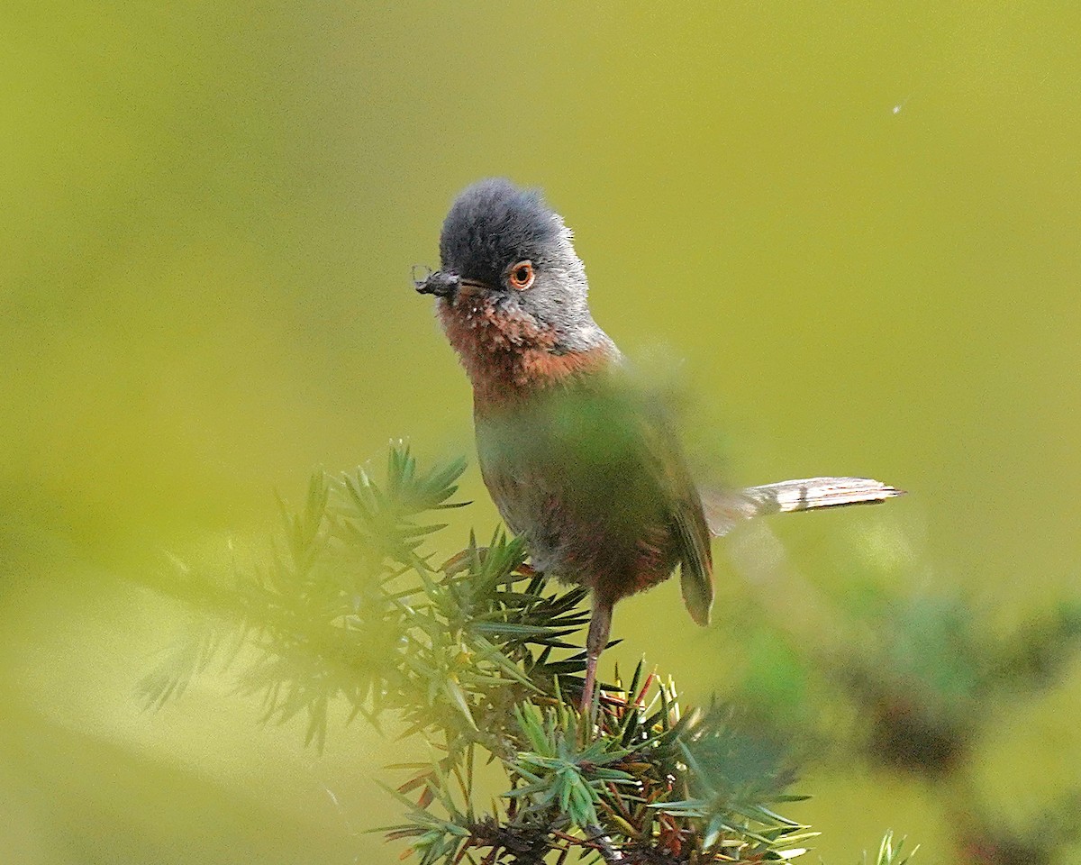 Tristram's Warbler - ML637735825