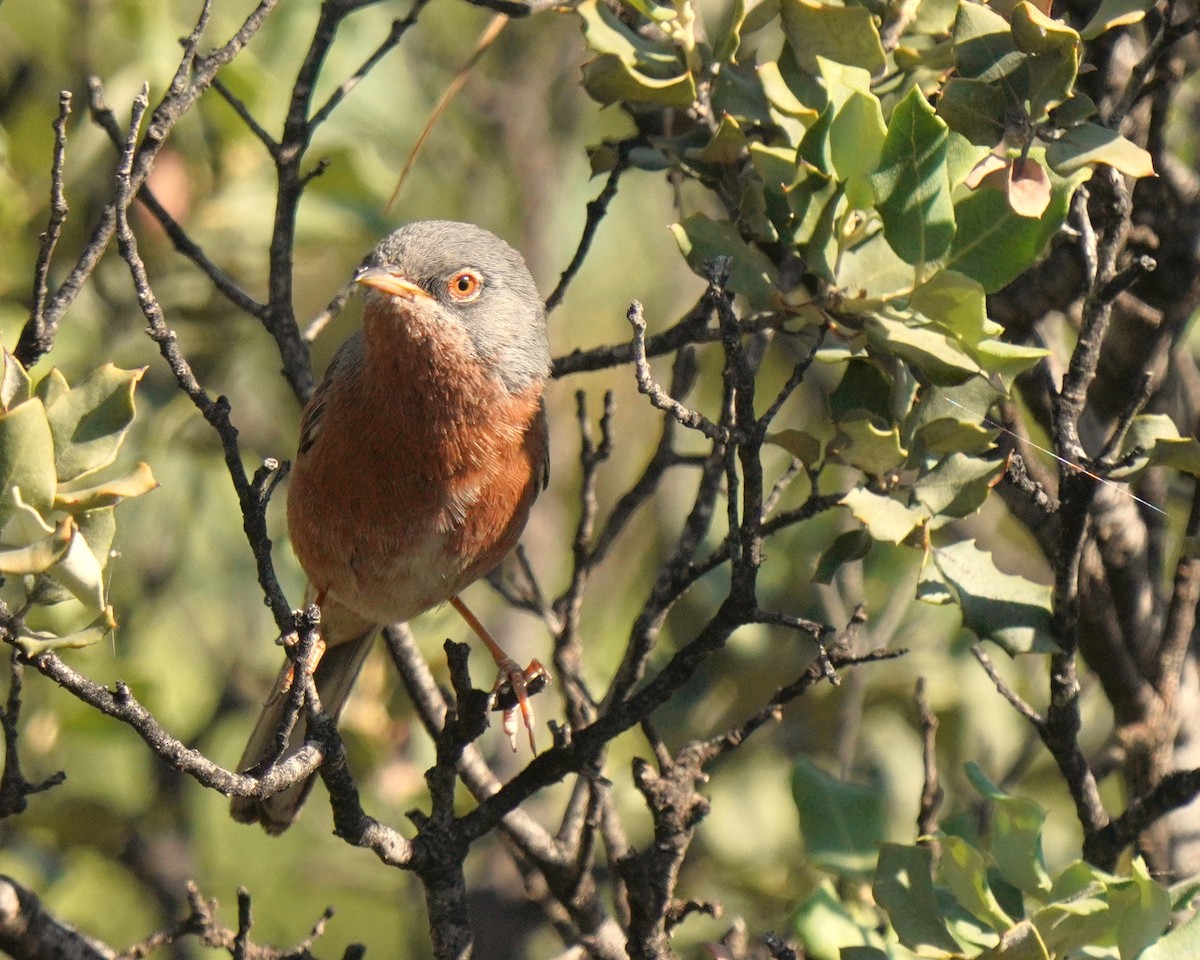 Tristram's Warbler - ML637735826