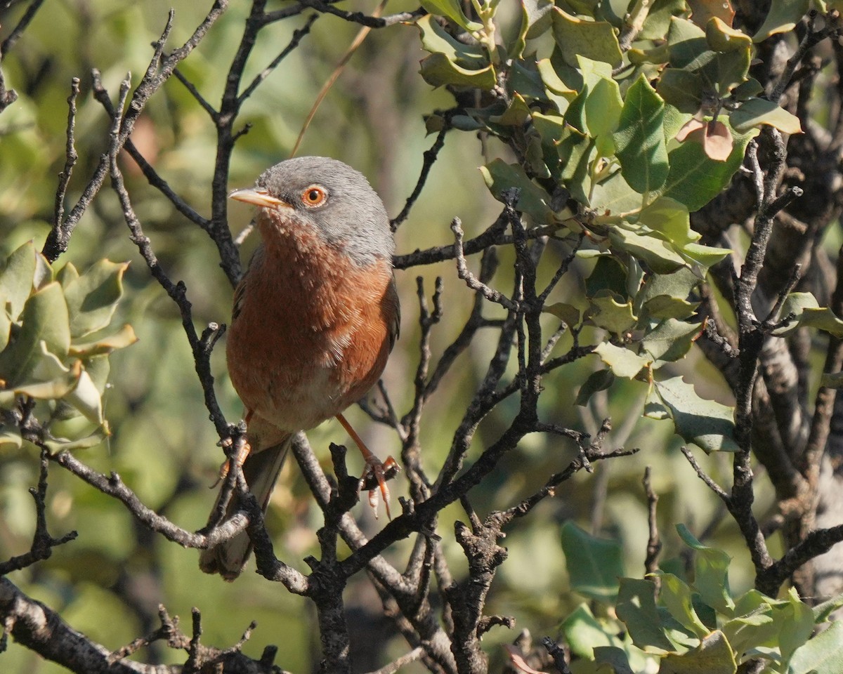 Tristram's Warbler - ML637735827