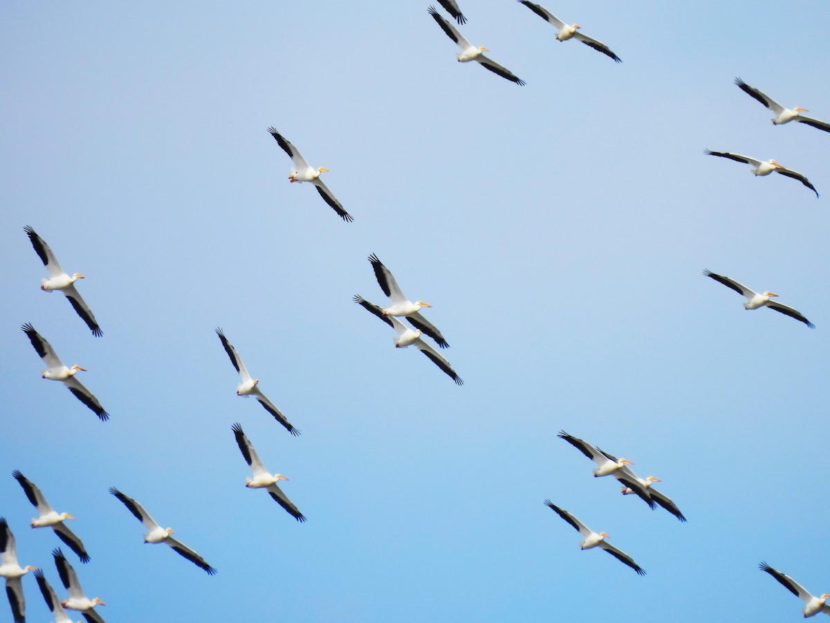 American White Pelican - ML637735828