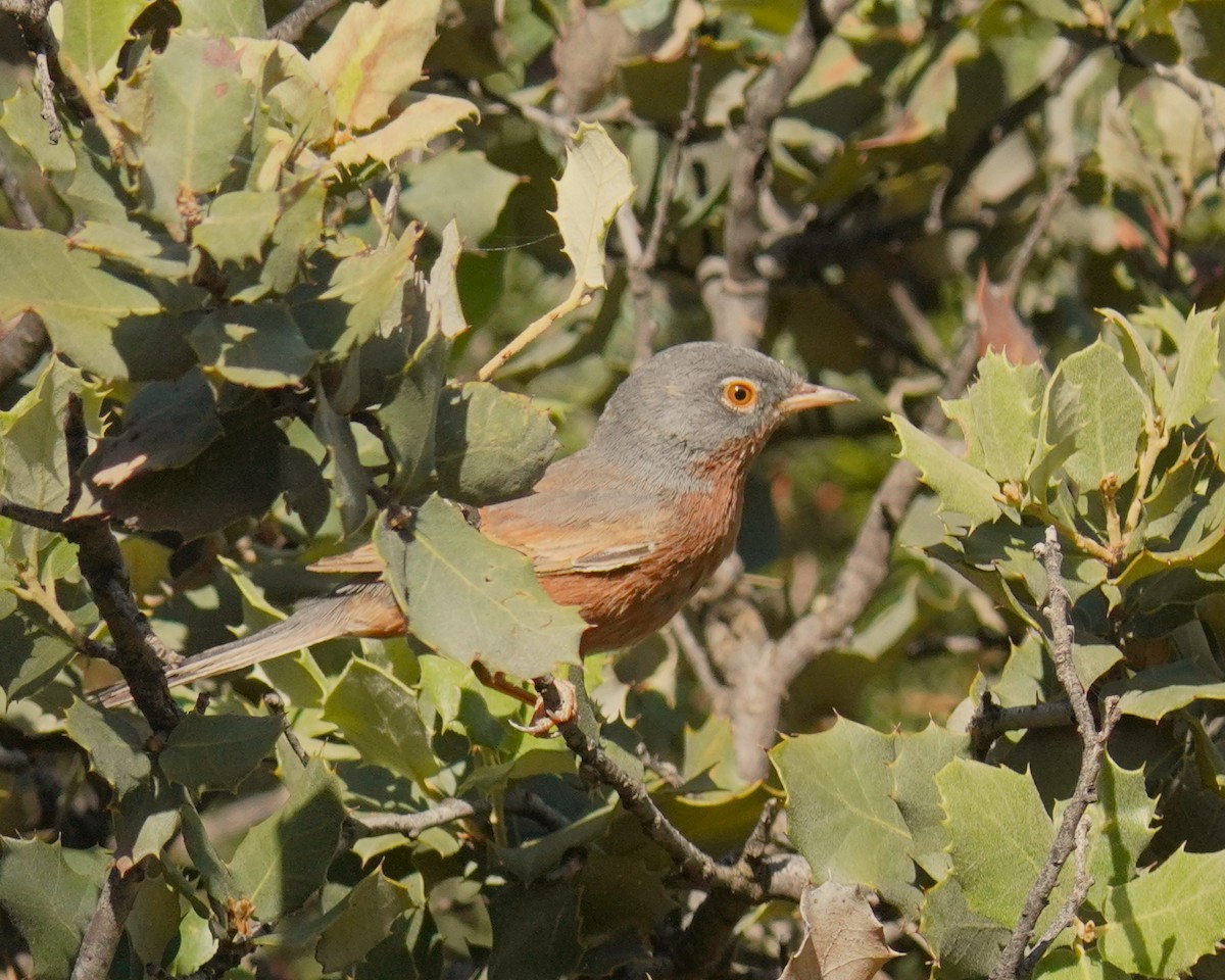 Tristram's Warbler - ML637735830
