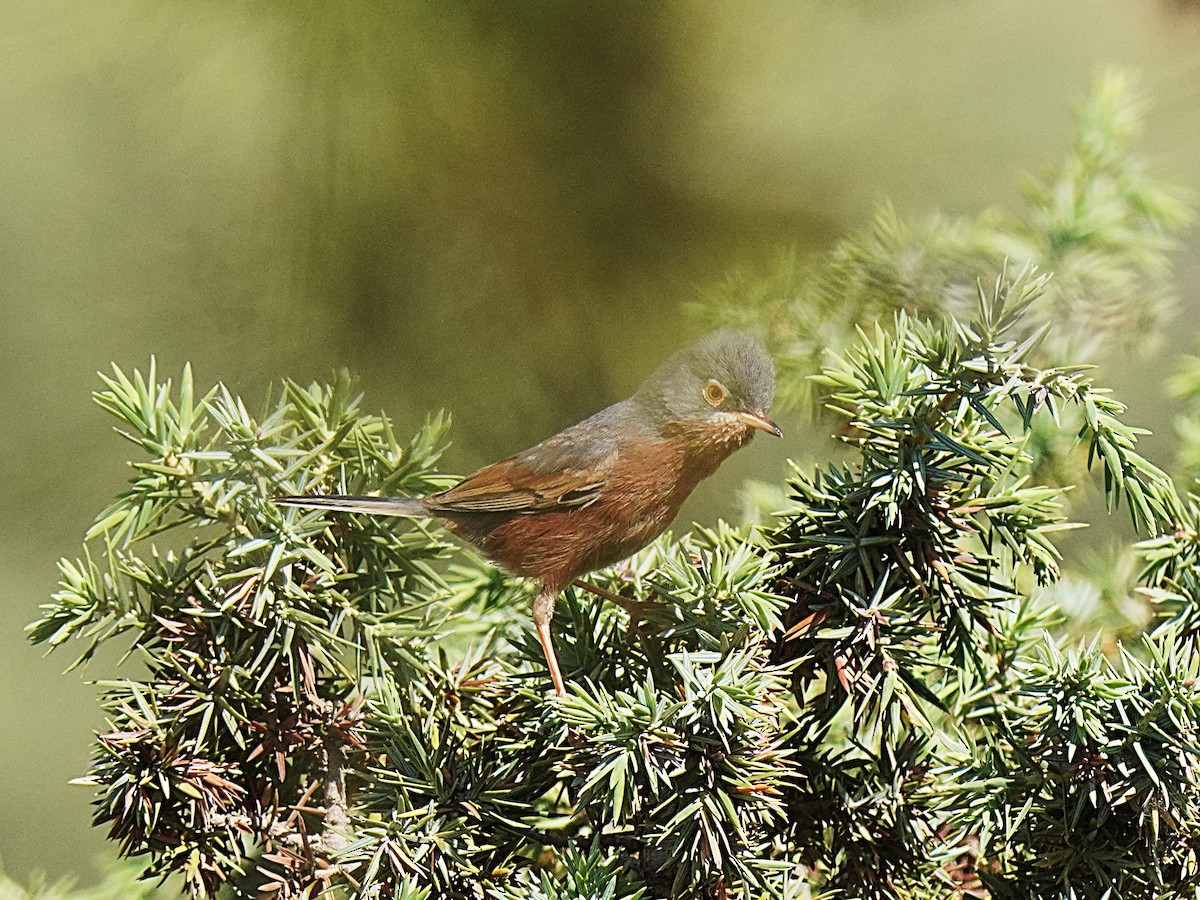Tristram's Warbler - ML637735831