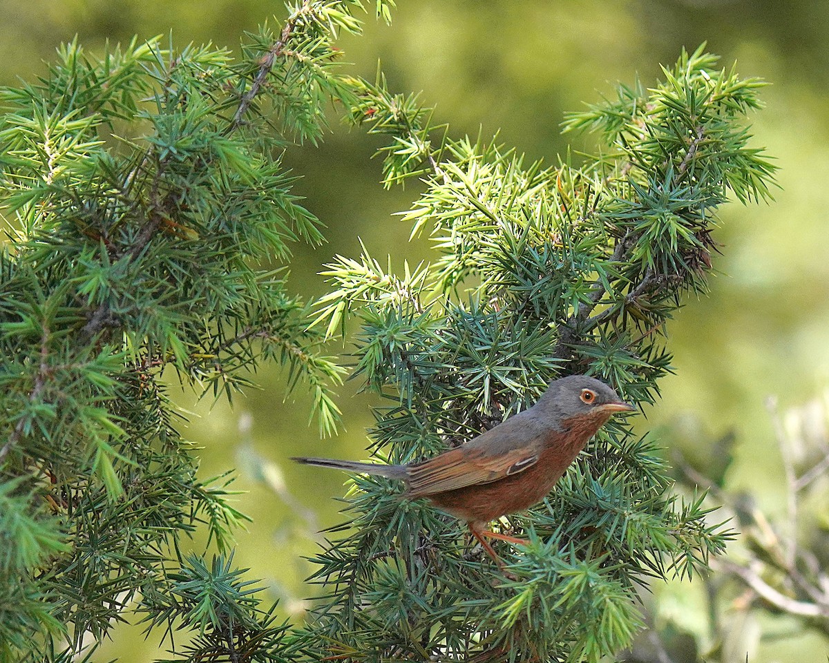 Tristram's Warbler - ML637735833