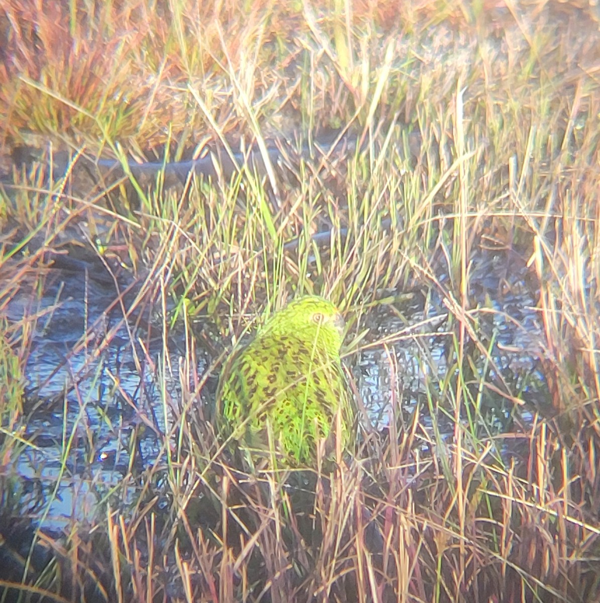 Ground Parrot - ML637735904
