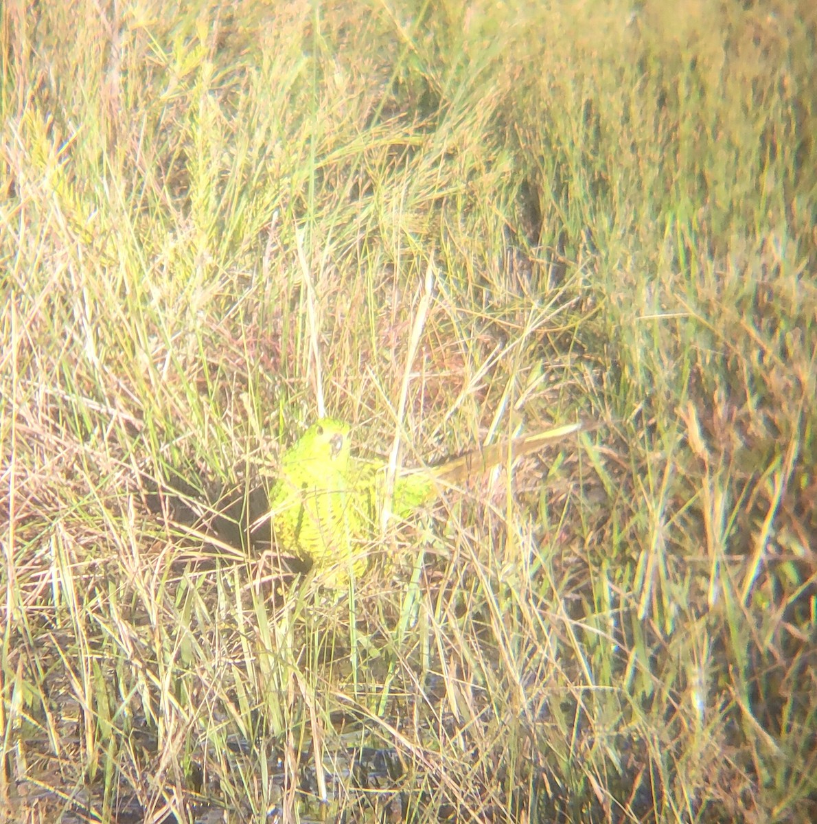 Ground Parrot - ML637735908