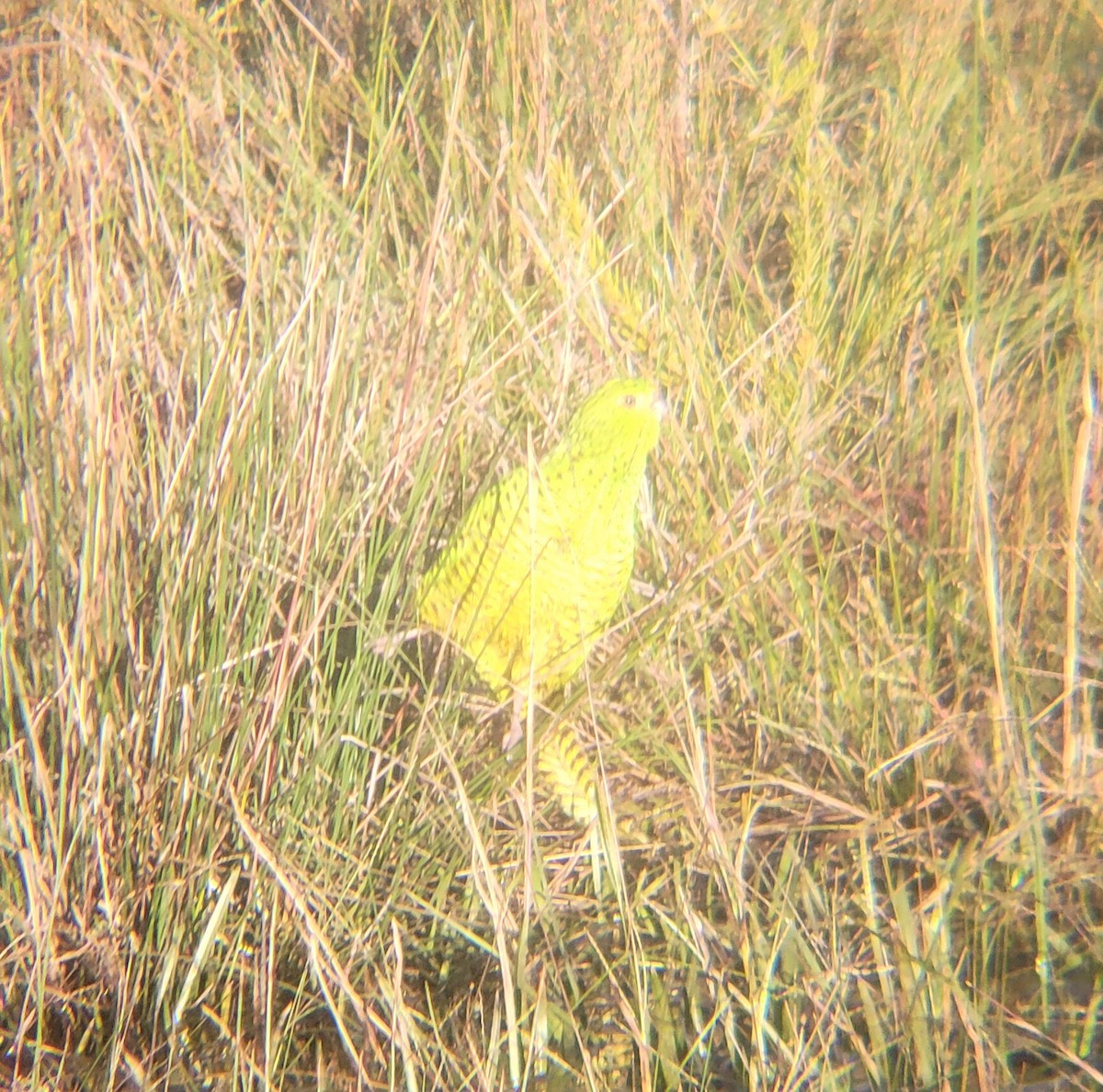Ground Parrot - ML637735913