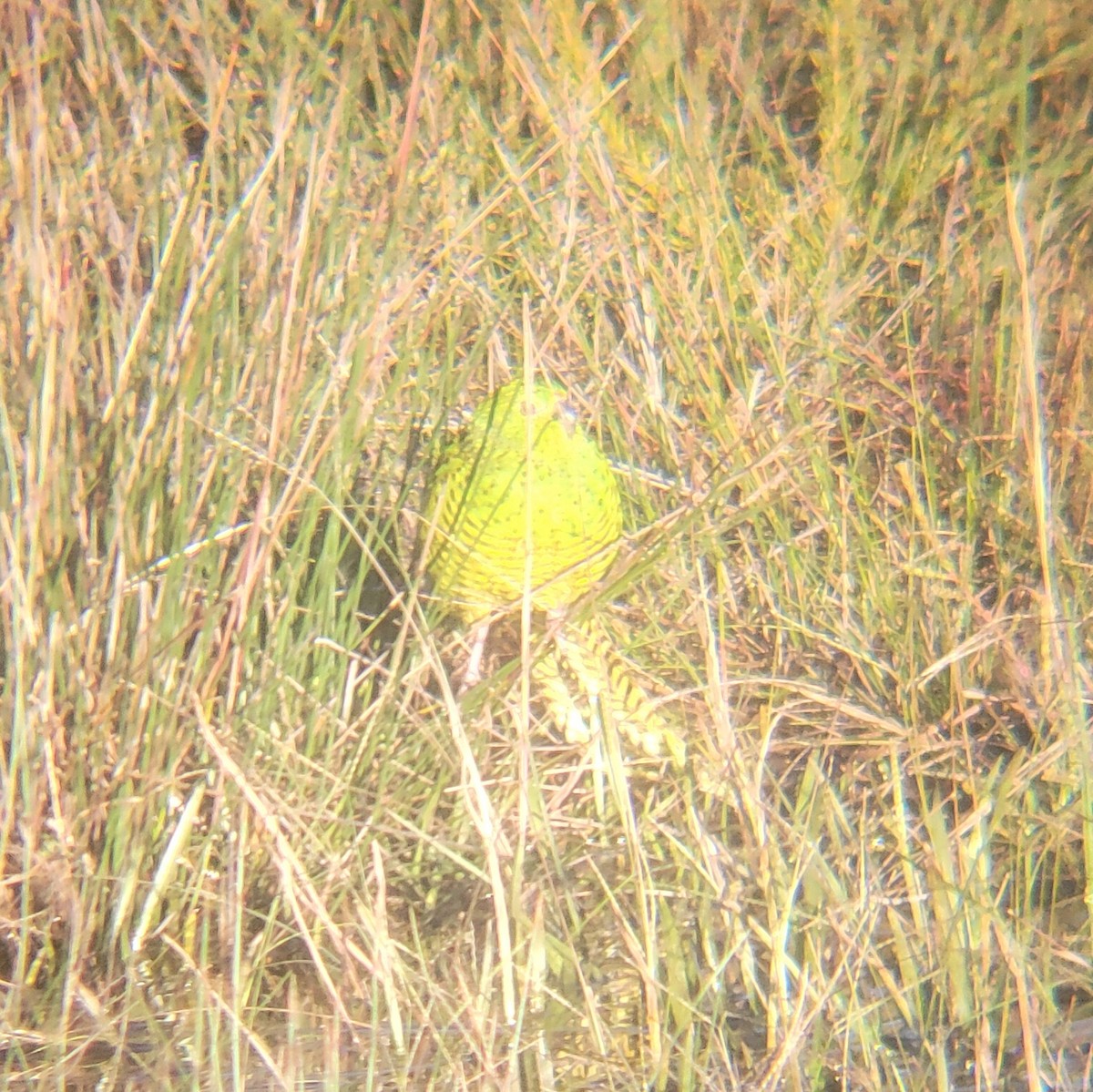 Ground Parrot - ML637735915