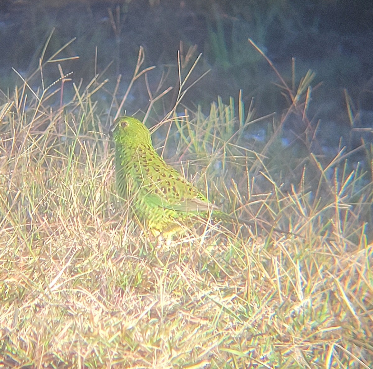 Ground Parrot - ML637735921