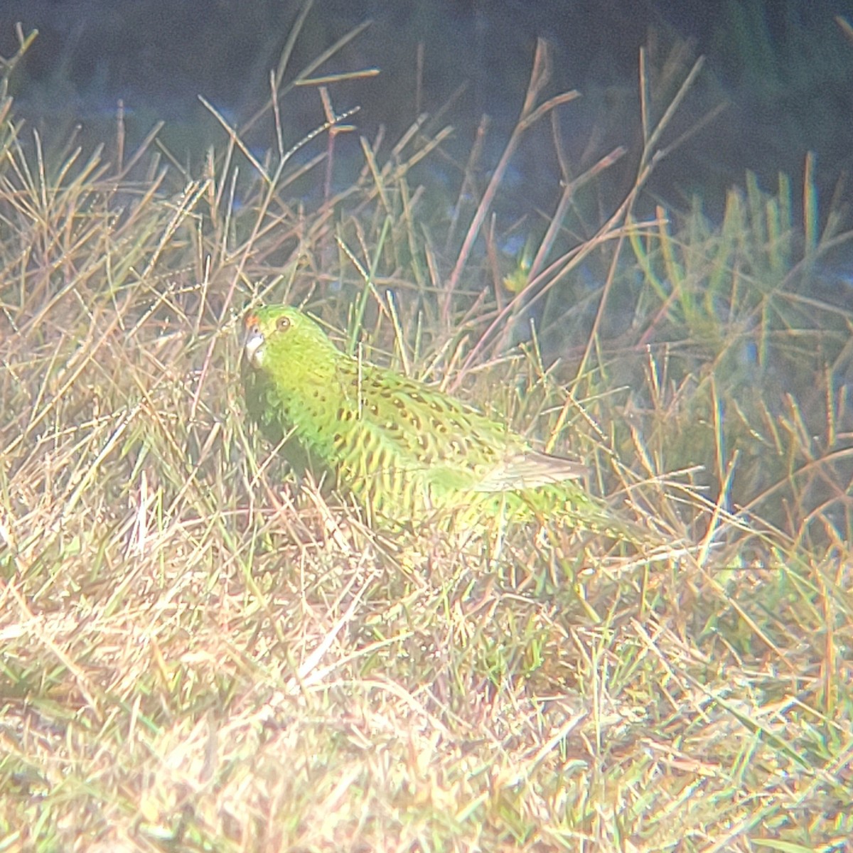 Ground Parrot - ML637735923