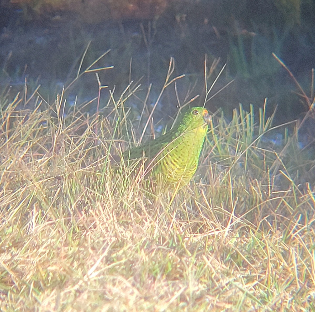 Ground Parrot - ML637735927