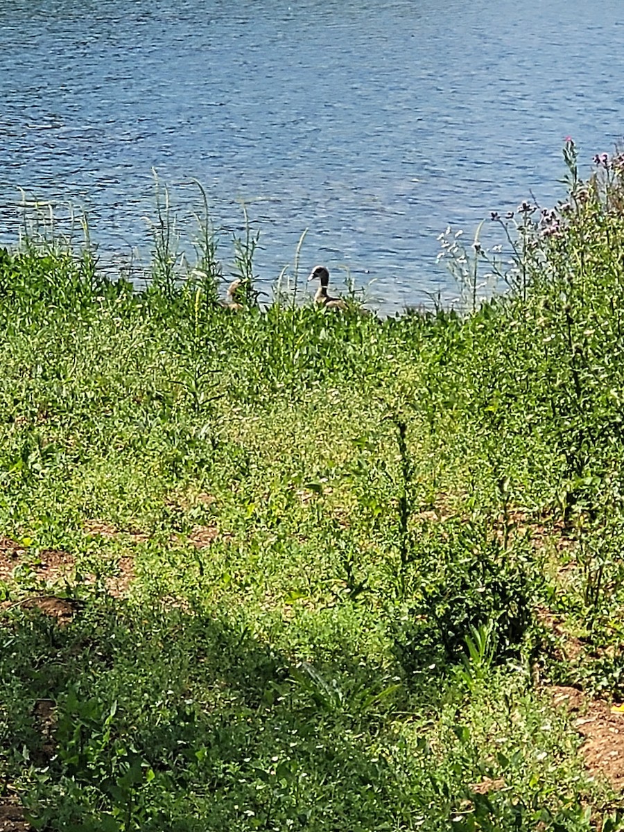 Egyptian Goose - ML637735936