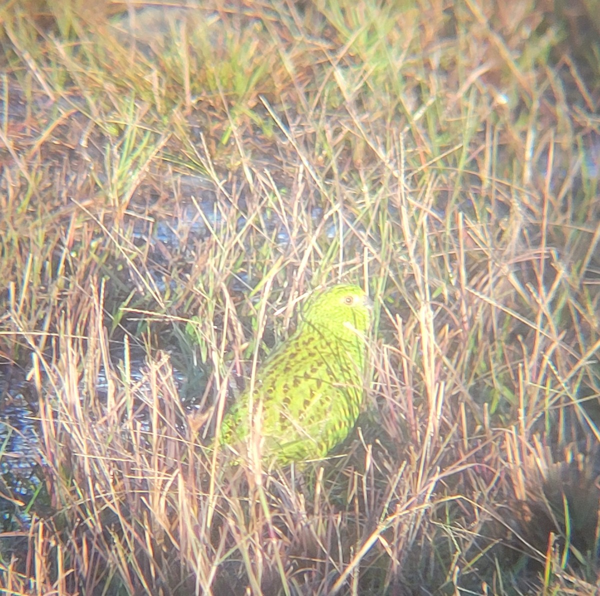 Ground Parrot - ML637735964