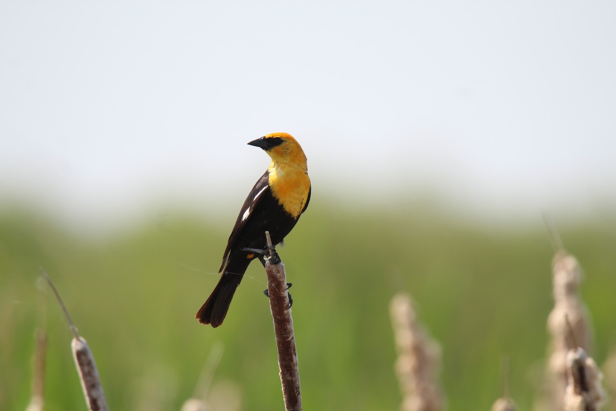 Yellow-headed Blackbird - ML637735970