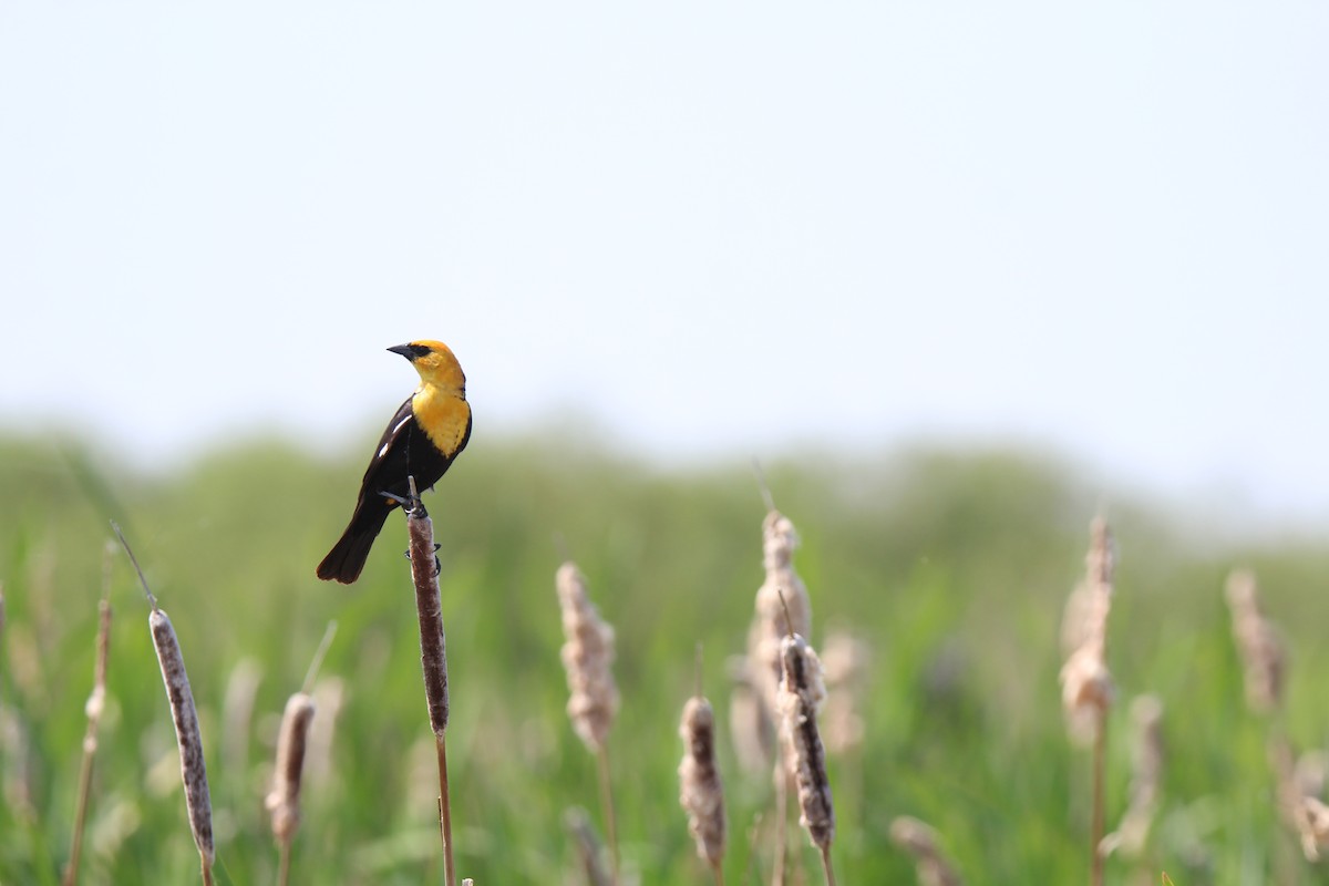 Yellow-headed Blackbird - ML637735971