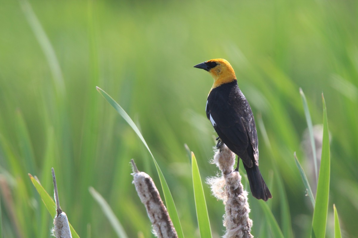 Yellow-headed Blackbird - ML637735972