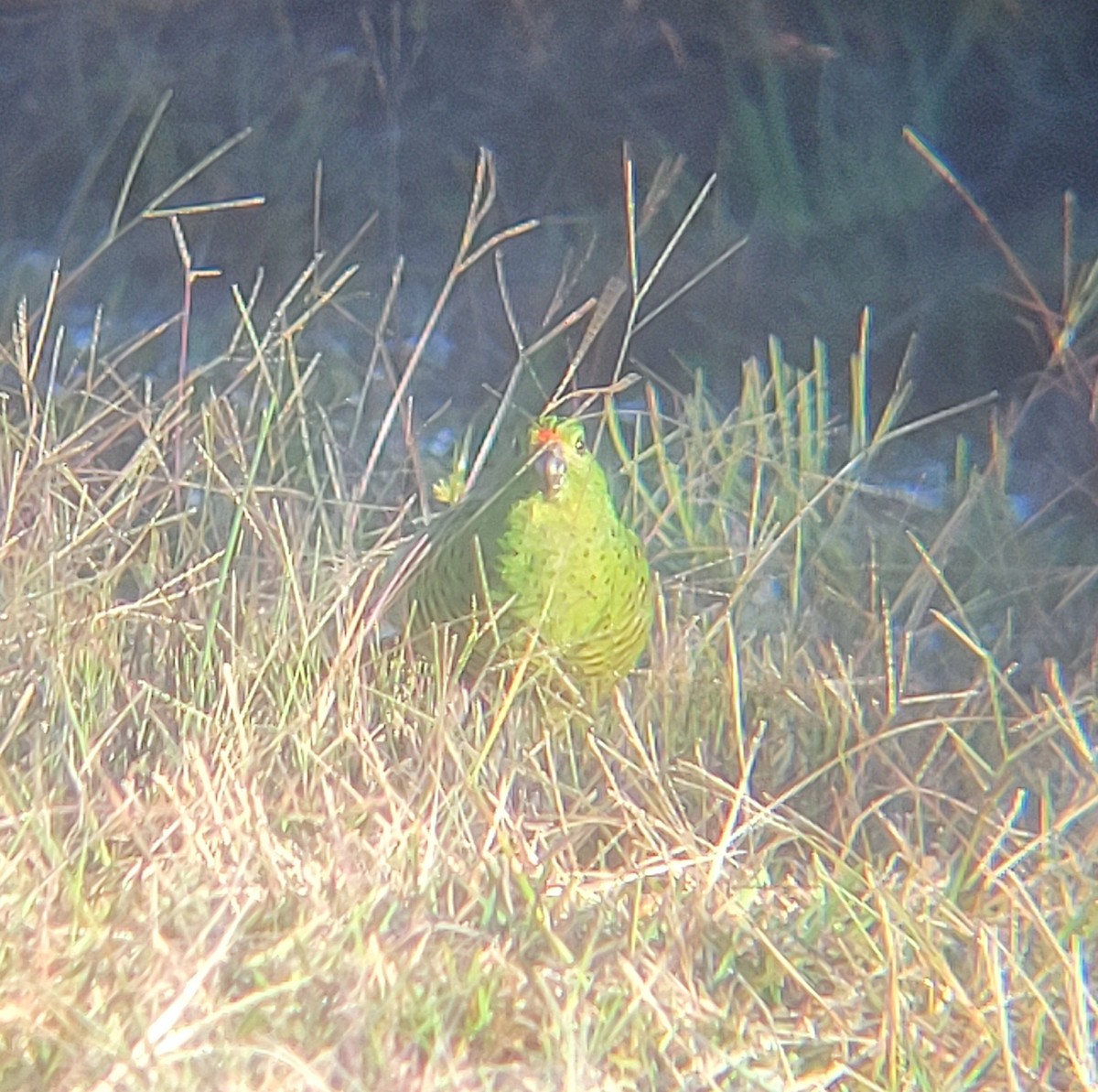 Ground Parrot - ML637735973