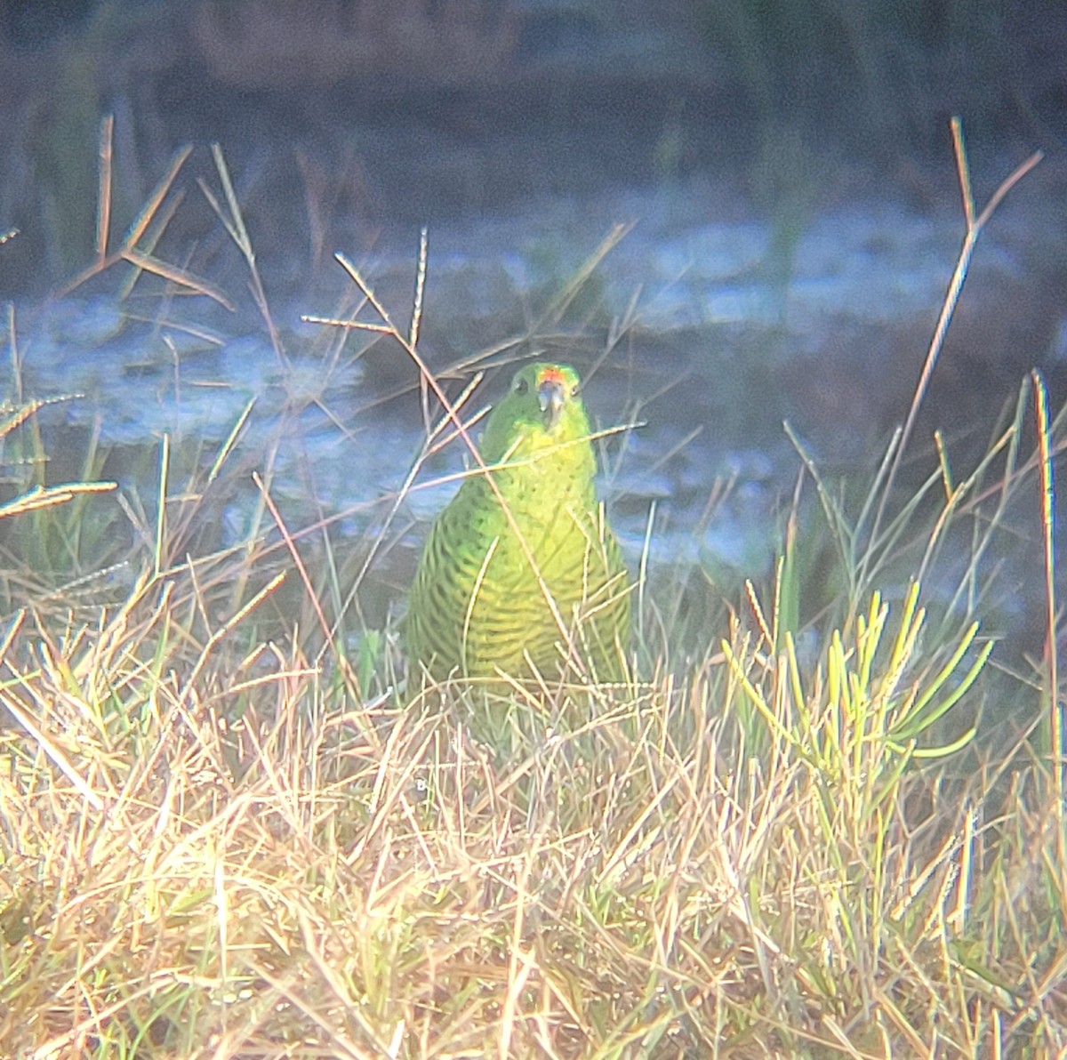 Ground Parrot - ML637735974