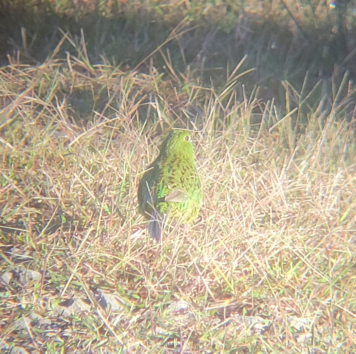 Ground Parrot - ML637735977