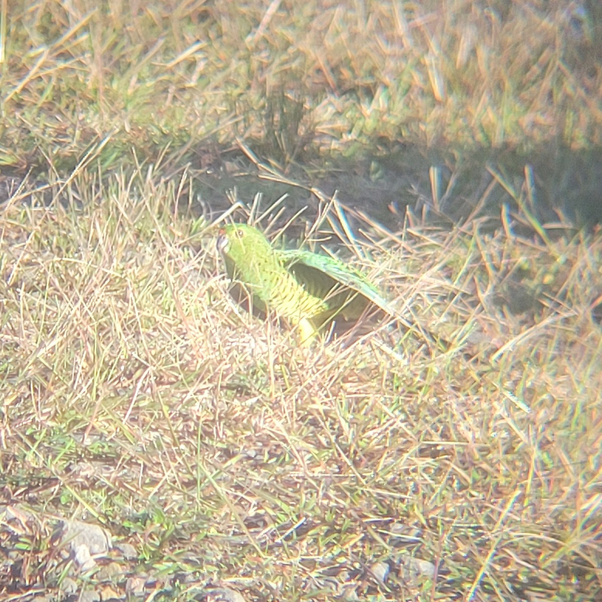 Ground Parrot - ML637735982
