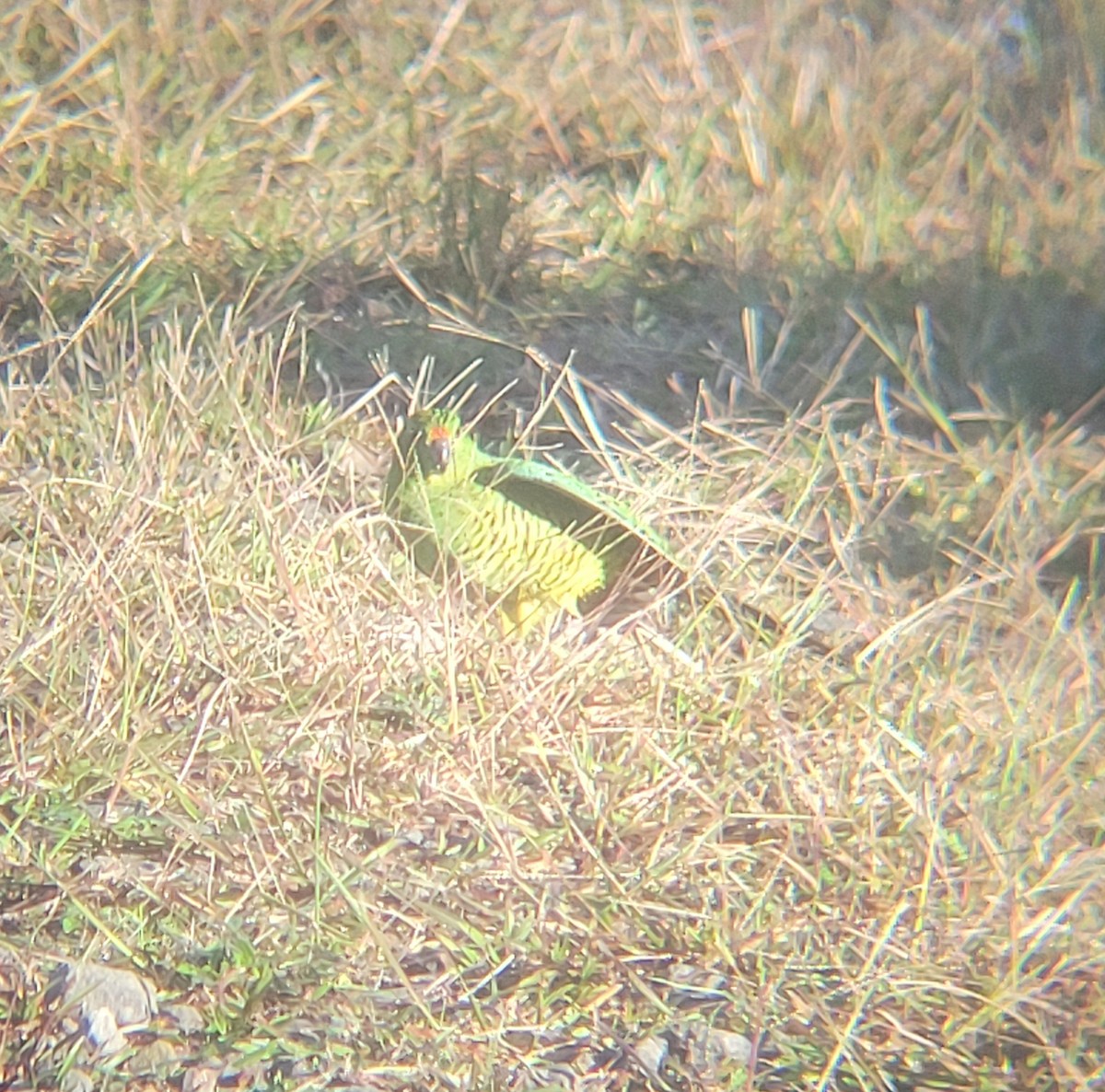 Ground Parrot - ML637735984