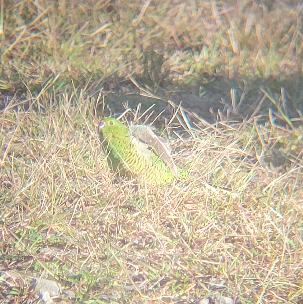 Ground Parrot - ML637735992