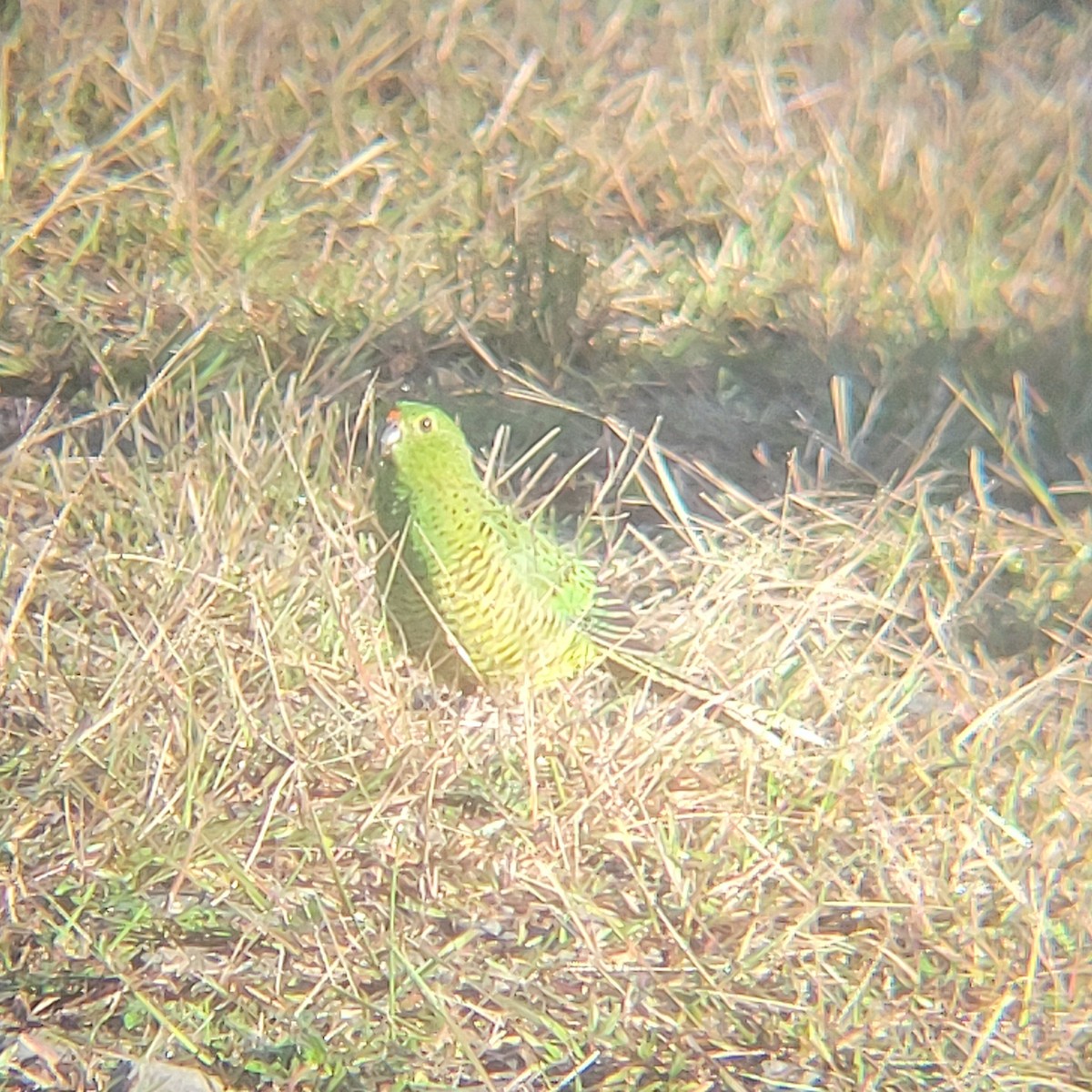 Ground Parrot - ML637735996