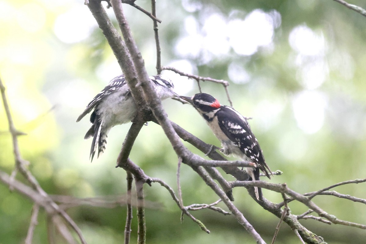 Downy Woodpecker - ML637736033