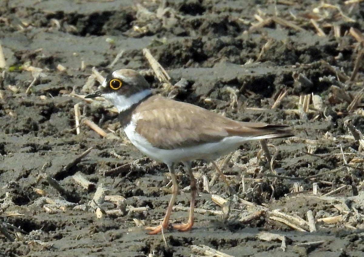 Little Ringed Plover - ML637736066