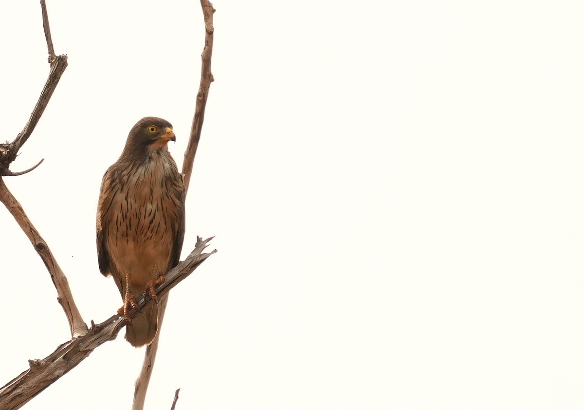 Grasshopper Buzzard - ML637736077