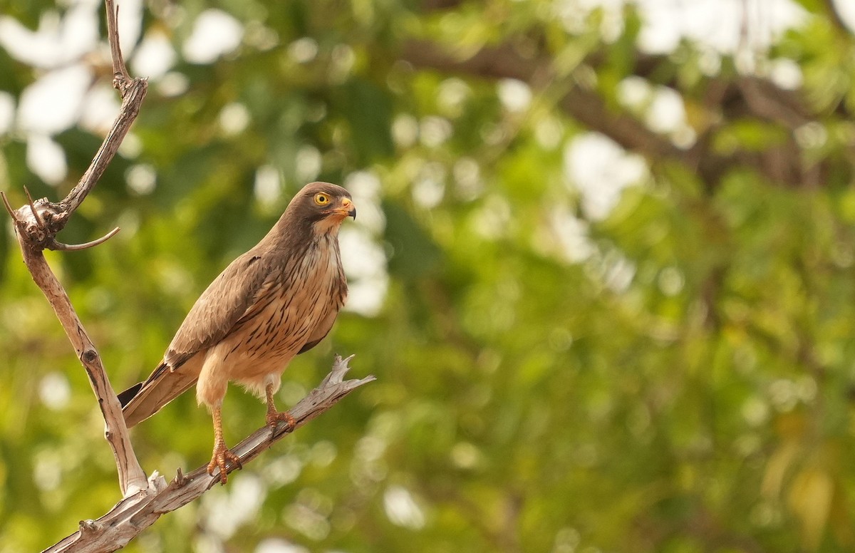 Grasshopper Buzzard - ML637736089