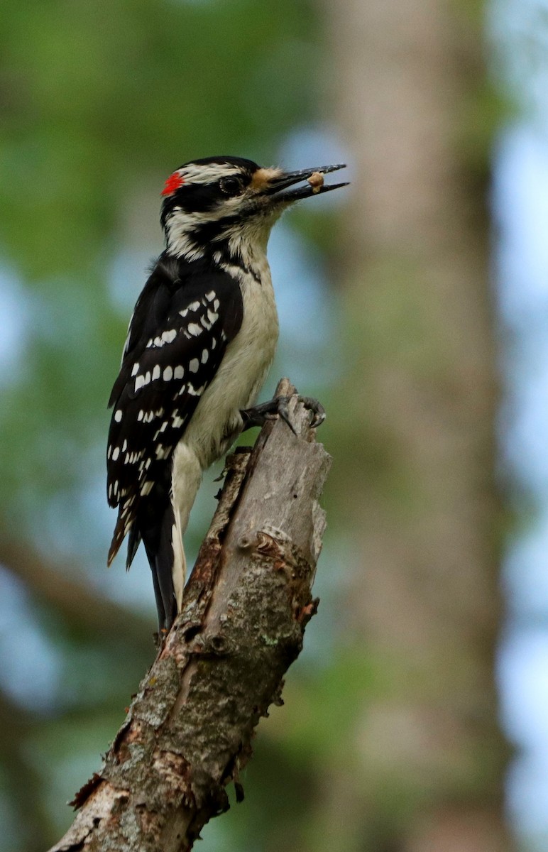 Hairy Woodpecker - ML637736108