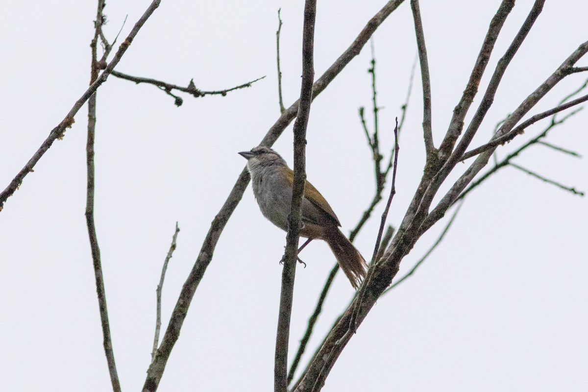 Black-striped Sparrow - ML637736147