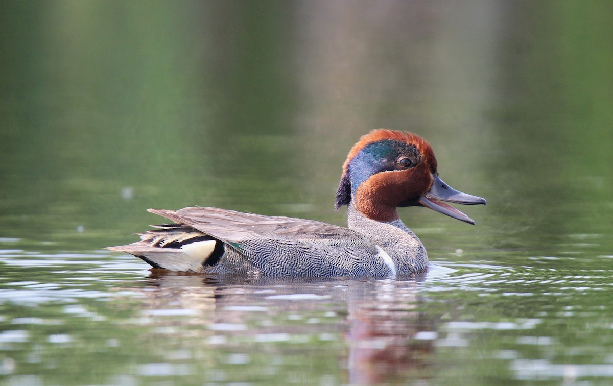 Ногоохон нугас - ML637736154