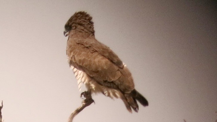 Beaudouin's Snake-Eagle - ML637736155