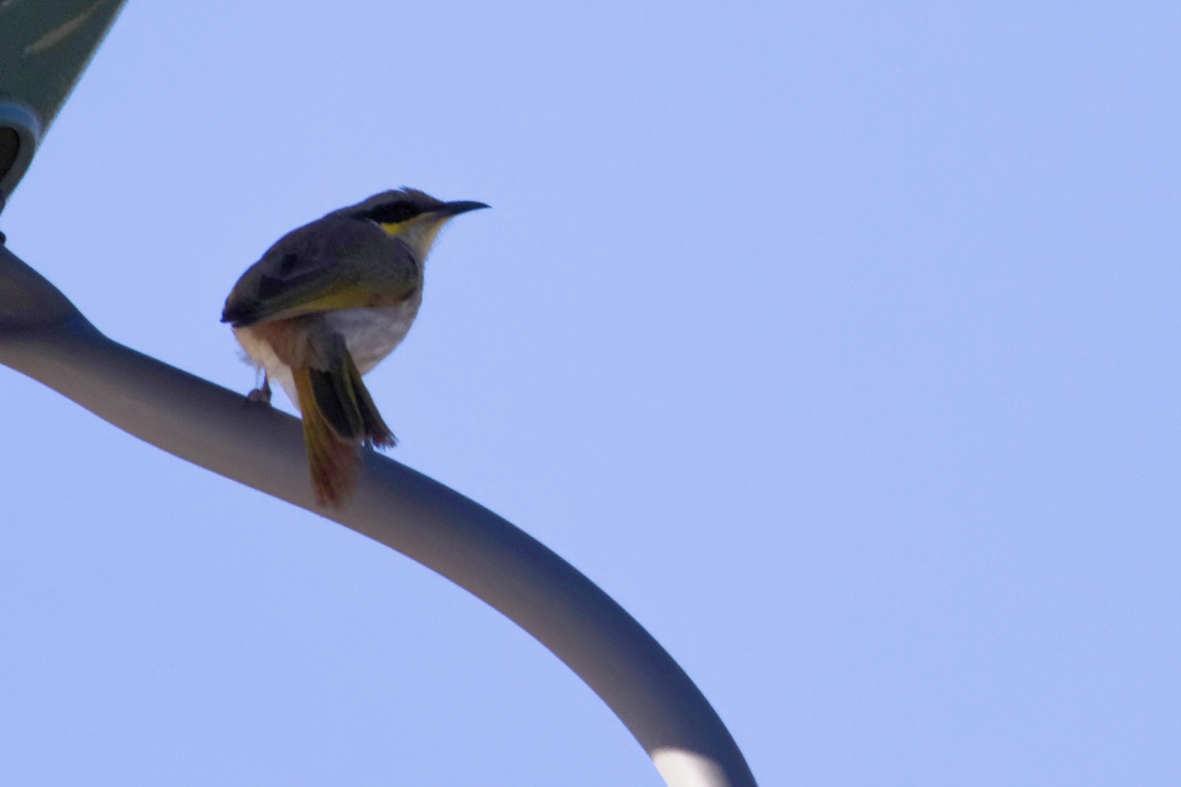 Singing Honeyeater - ML637736162